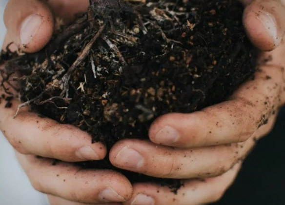 Quelles alternatives écologiques à la crémation et à l’inhumation ...